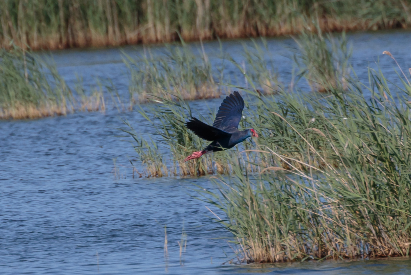 Miniature